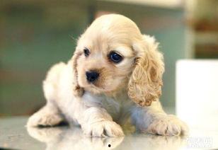 可卡危,毒品泛滥背后的社会问题与挑战